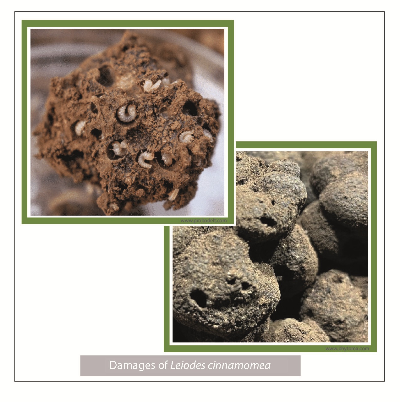 daños de Leiodes cinnamomea