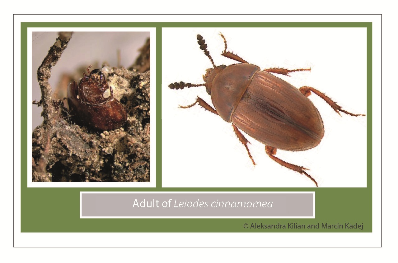 morfología adulto de Leiodes cinnamomea